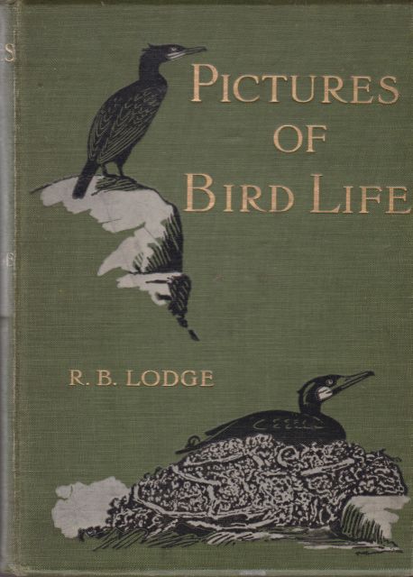 Pictures of Bird Life on Woodland, Meadow, Mountain and Marsh R.B. Lodge